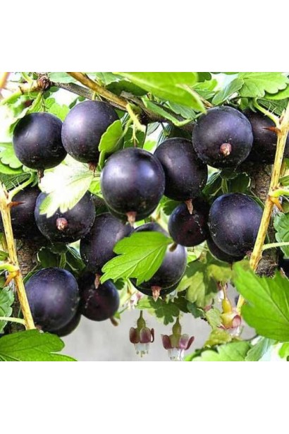 Ягоди агрусу ‘Чорна Капля’ чорного кольору